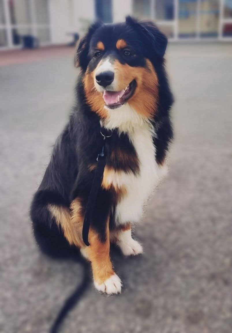 Attila (Sans Affixe)