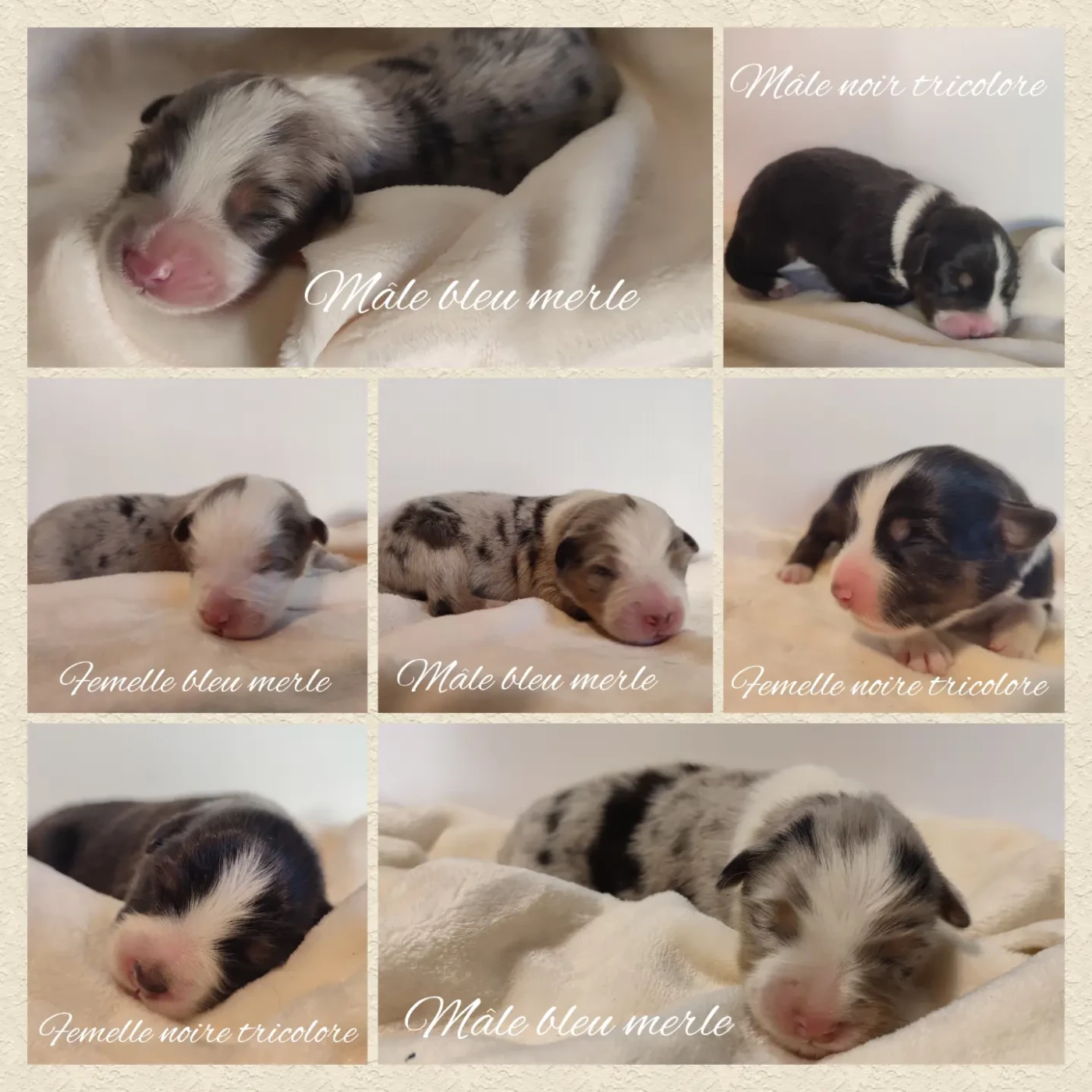 Chiot Berger Australien Korydwen Leveque