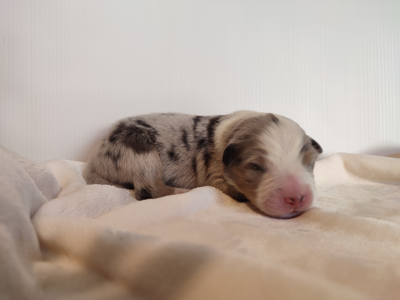 Korydwen Leveque - Chiots disponibles - Berger Australien