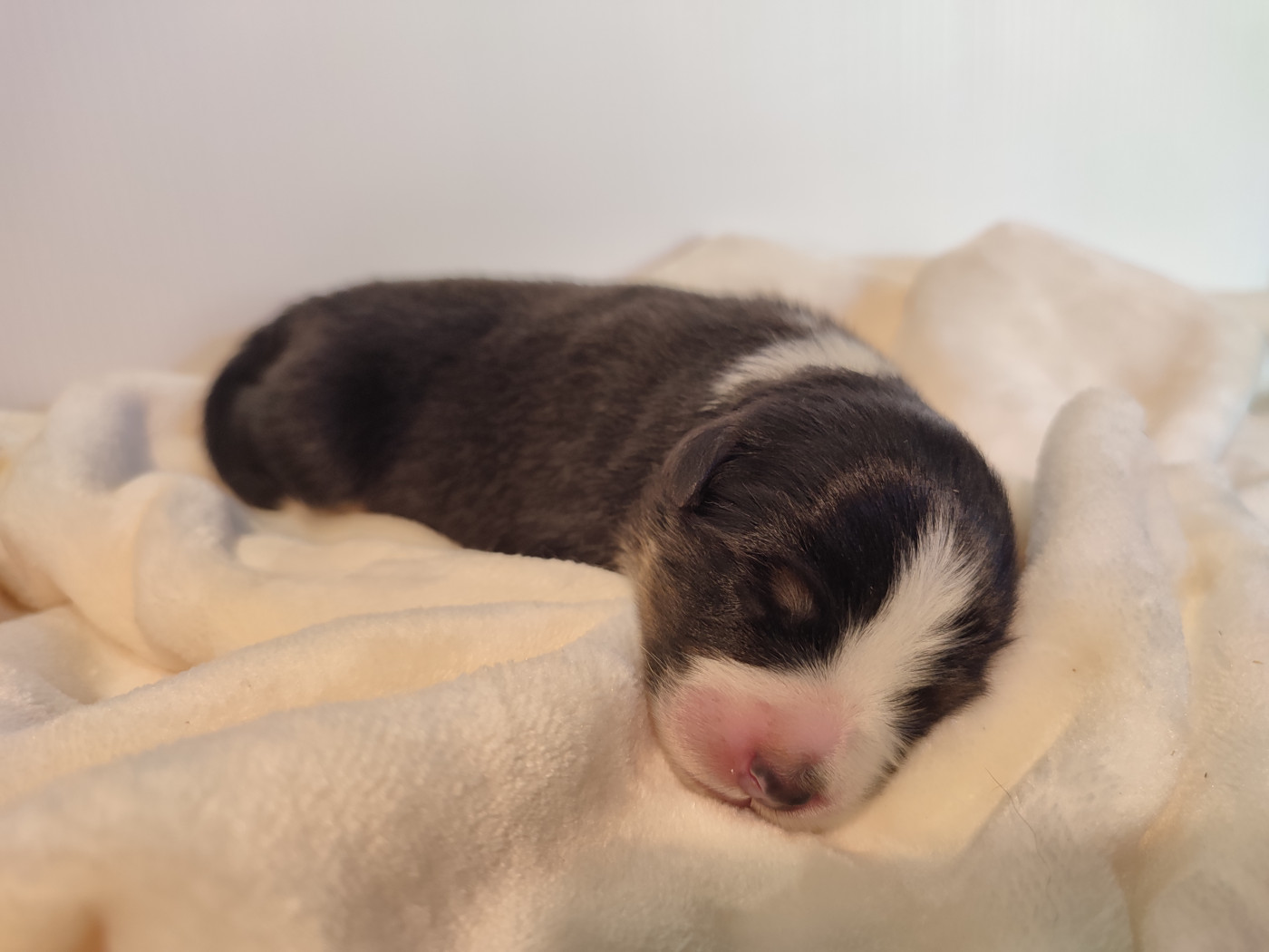 Korydwen Leveque - Chiots disponibles - Berger Australien