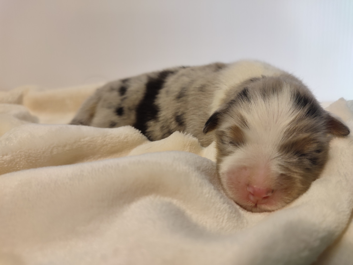 Korydwen Leveque - Chiots disponibles - Berger Australien