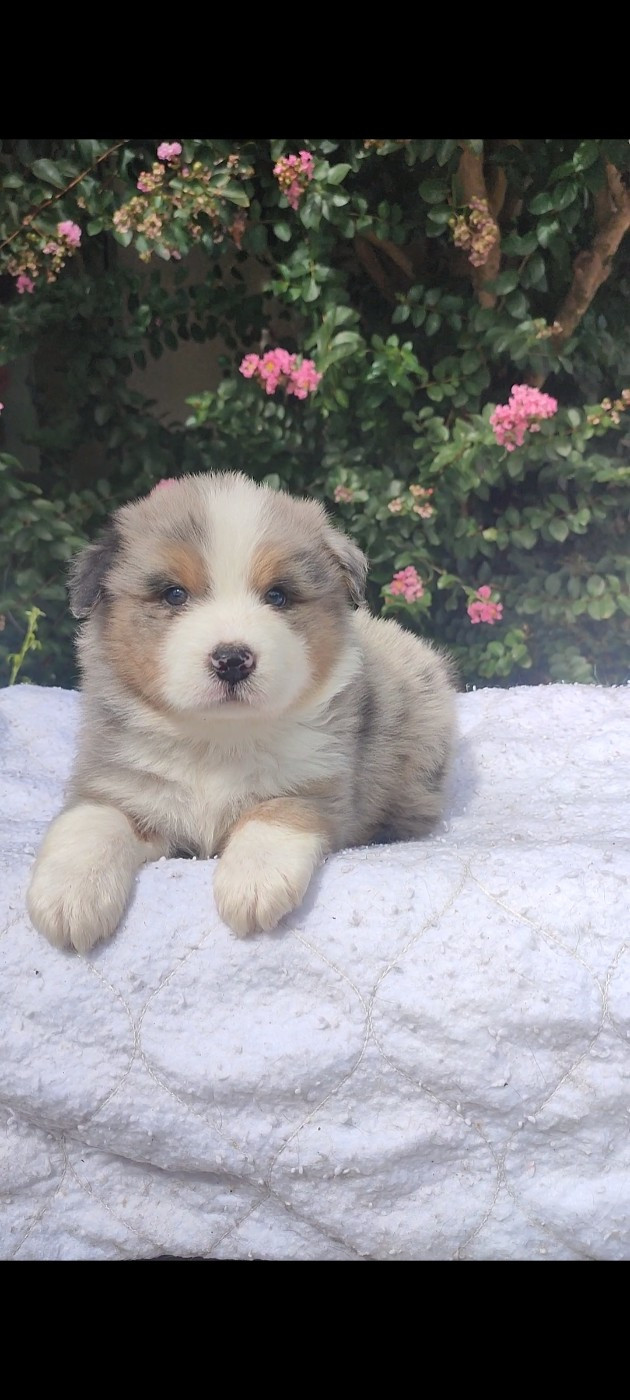 Korydwen Leveque - Chiots disponibles - Berger Australien