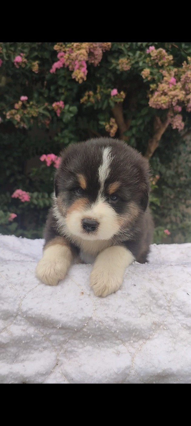 Korydwen Leveque - Chiots disponibles - Berger Australien