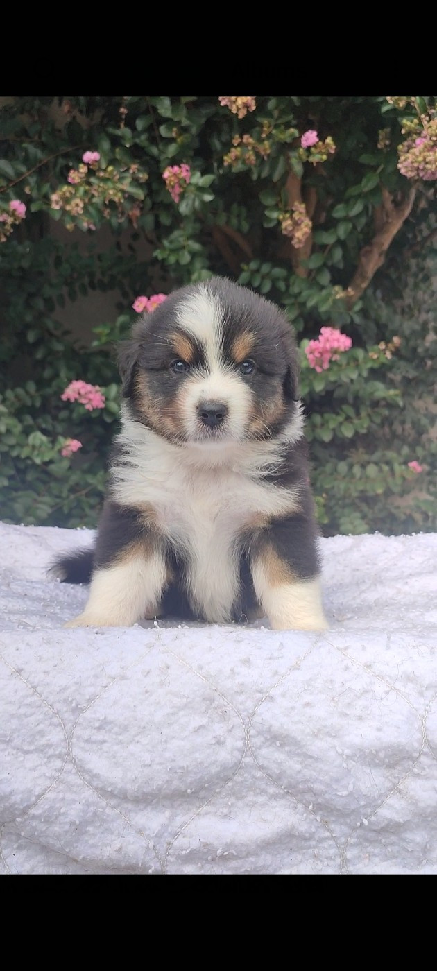 Korydwen Leveque - Chiots disponibles - Berger Australien