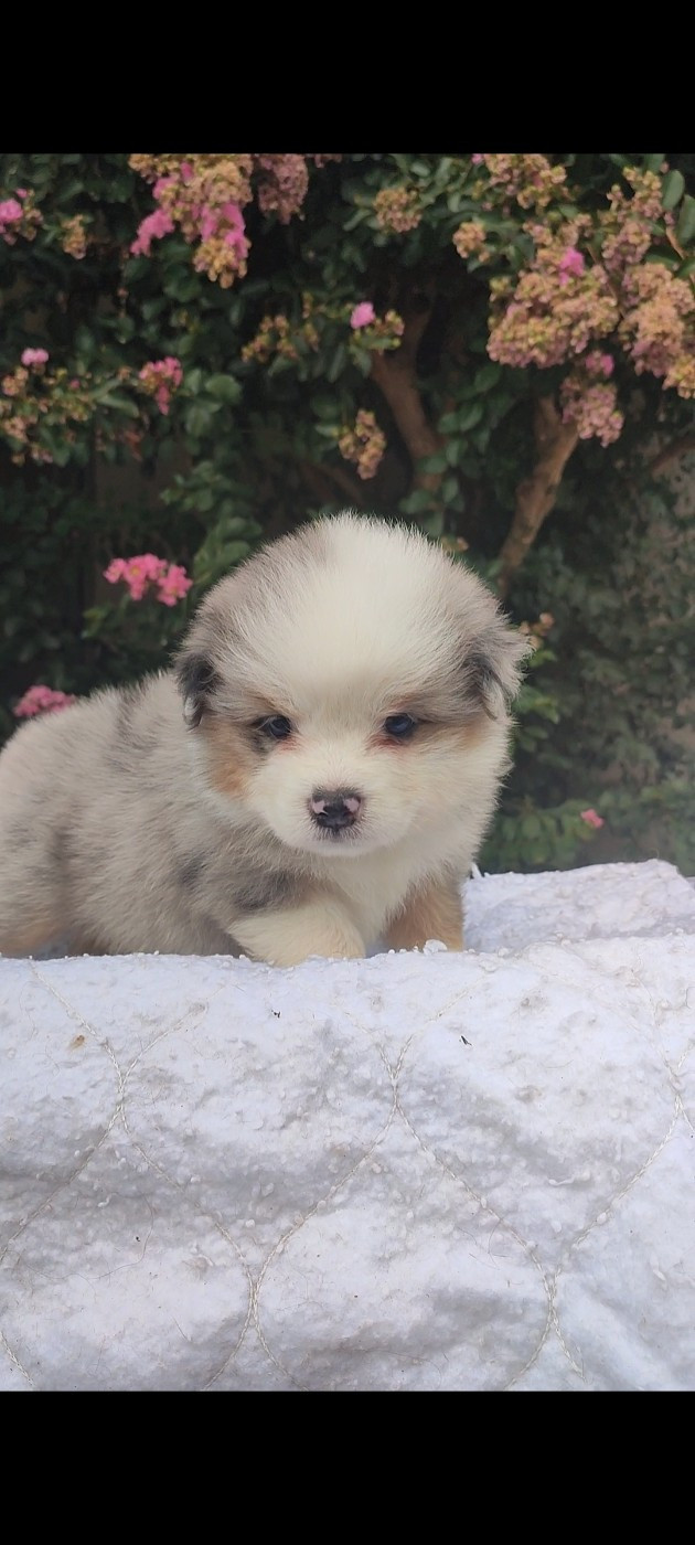 Korydwen Leveque - Chiots disponibles - Berger Australien