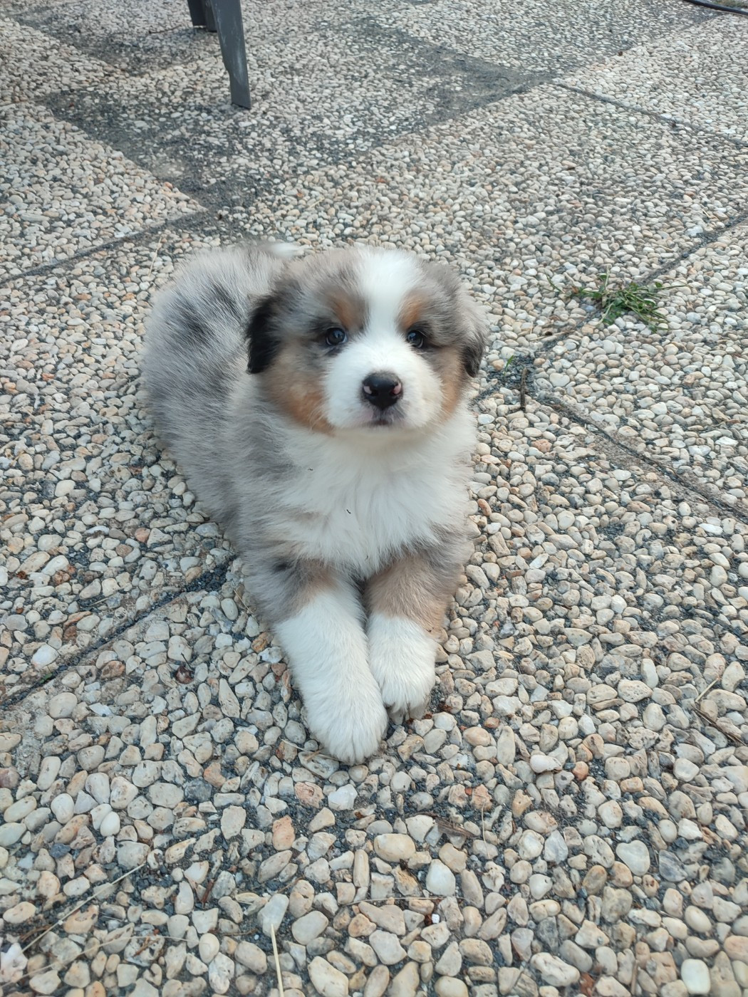 Korydwen Leveque - Chiots disponibles - Berger Australien