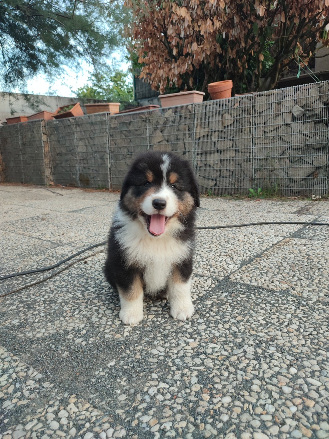 Korydwen Leveque - Chiots disponibles - Berger Australien