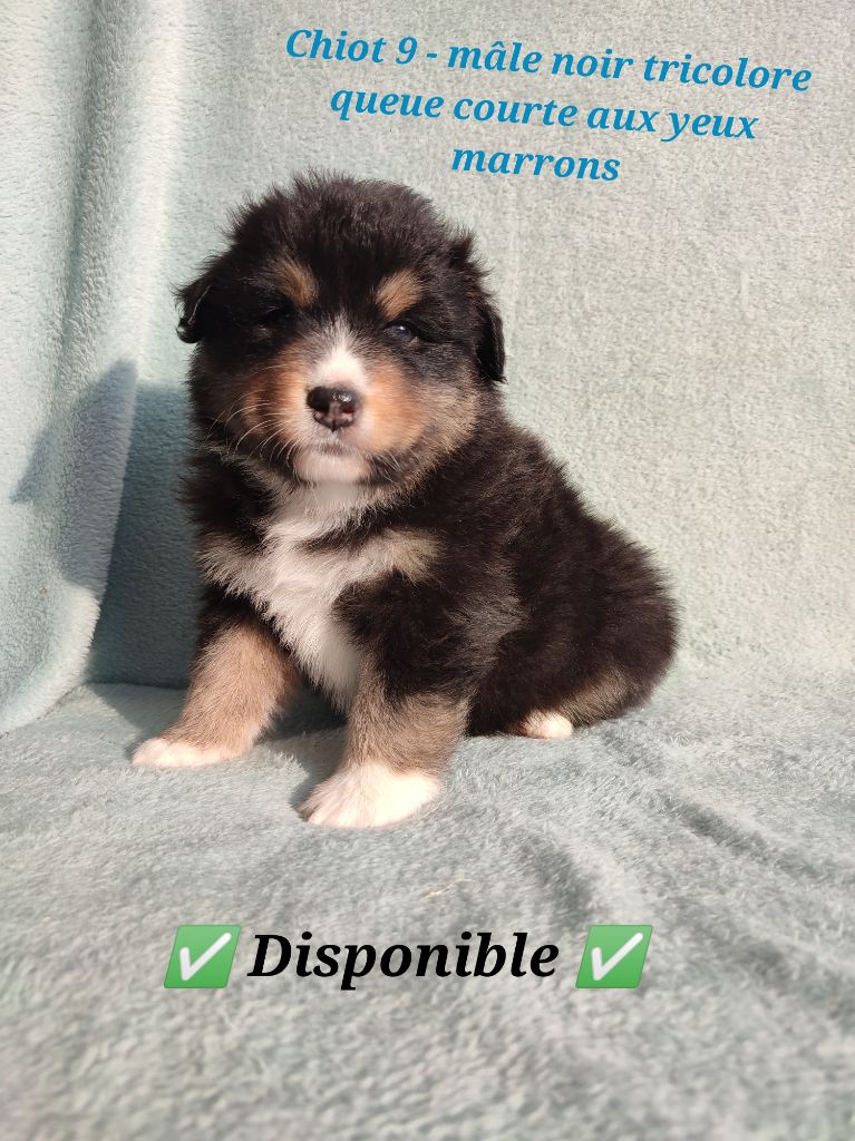 Korydwen Leveque - Chiots disponibles - Berger Australien