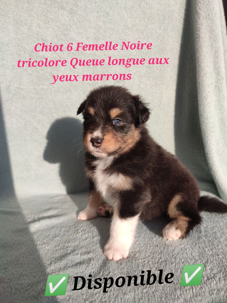 Korydwen Leveque - Chiots disponibles - Berger Australien