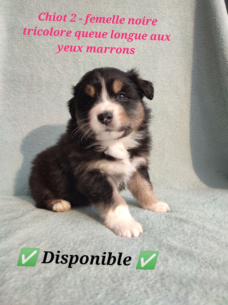 Korydwen Leveque - Chiots disponibles - Berger Australien