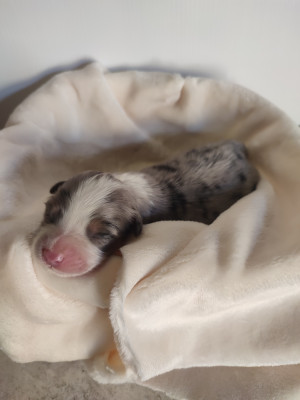 Mâle 1 bleu merle