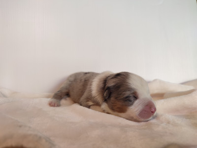 Femelle 3 bleue merle