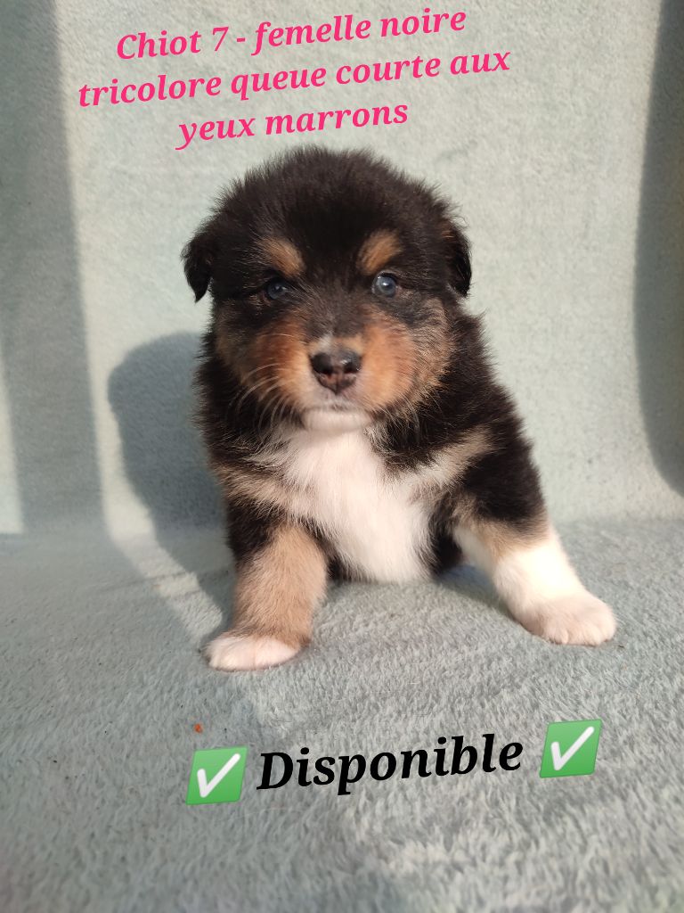 Korydwen Leveque - Chiots disponibles - Berger Australien